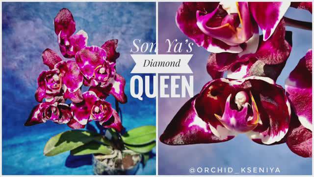 Phal. Son Ya’s Diamond Queen 💎👑 Домашнее цветение орхидеи Даймонд Куин от садовника Son Ya | Обзор