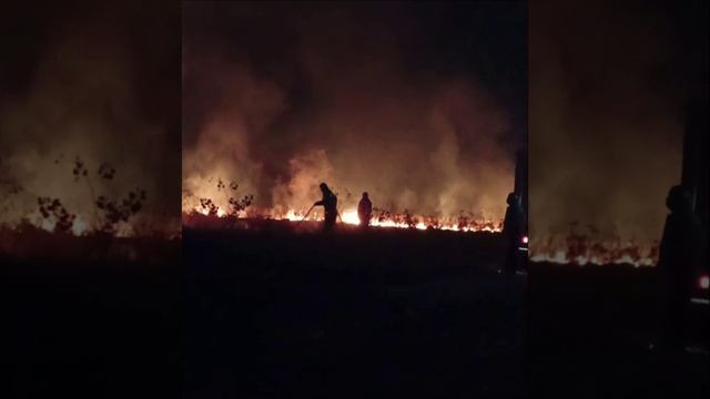 Три вечера подряд горело поле за заводом «Спартан» в Таврово. Местные говорят что его поджигают.