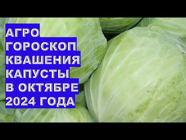 Когда заквасить вкусную капусту в октябре 2024?Agrohoroscope for pickling cabbage in October 2024