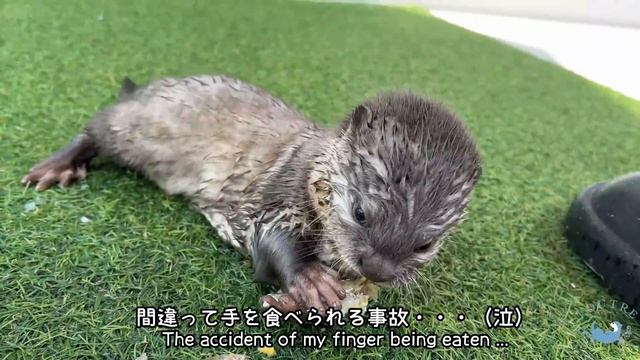 Accident Happened when I Gave a Baby Otter a Fish