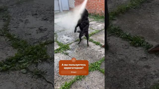 А Вы пользуетесь ирригатором?)