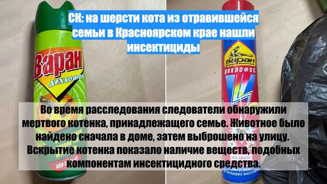 СК: на шерсти кота из отравившейся семьи в Красноярском крае нашли инсектициды