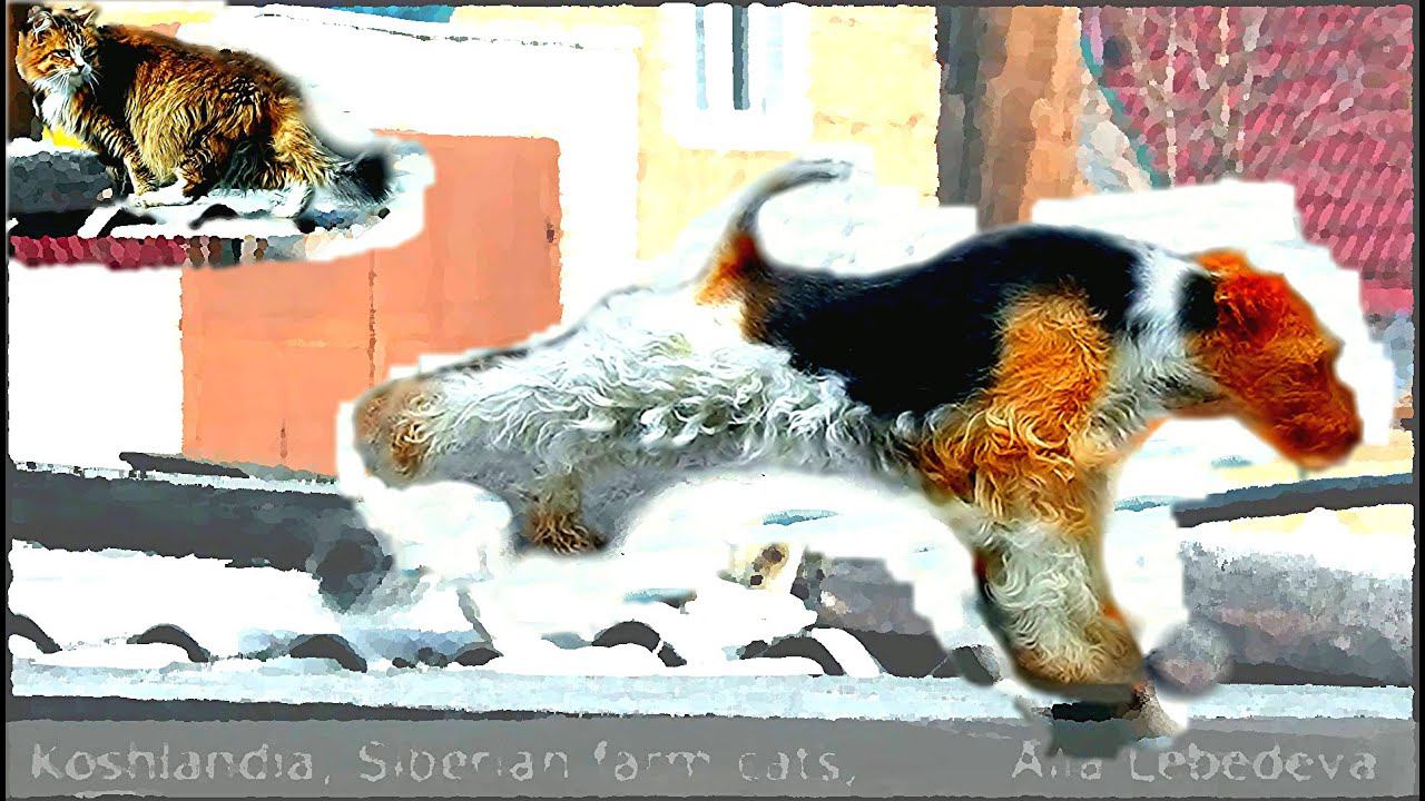 Sportswoman Fox Terrier Riki and Fluffy cat lady Фокстерьер Рики  и Пушистая соседка