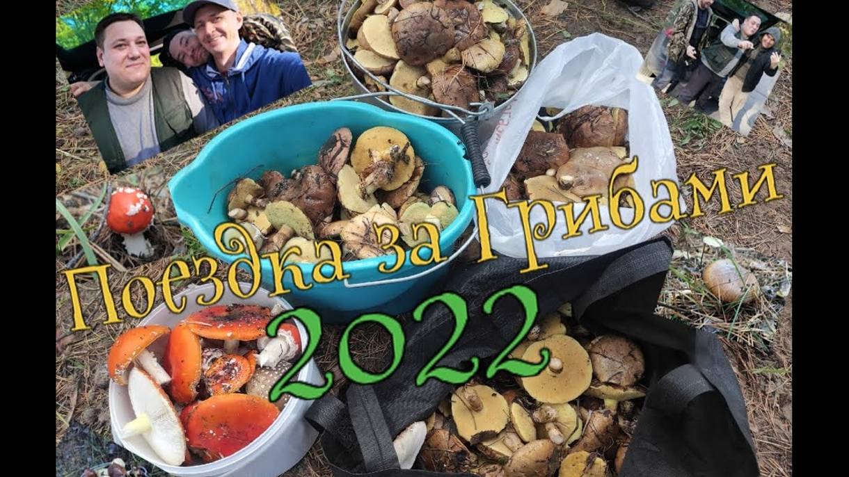 Поездка за Грибами 2022