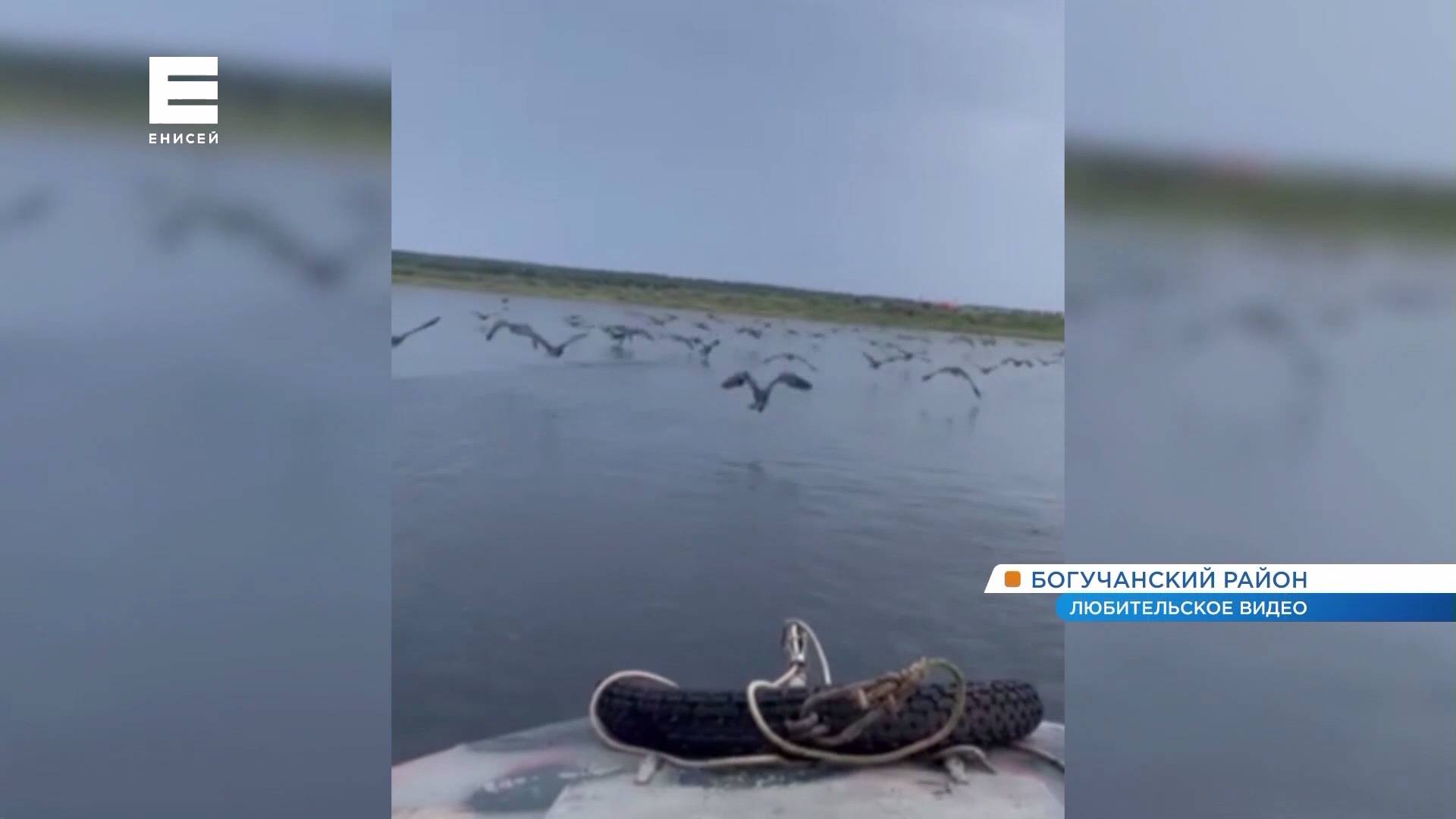 Полчища бакланов истребляют хариуса на реке Ангара в Богучанском районе