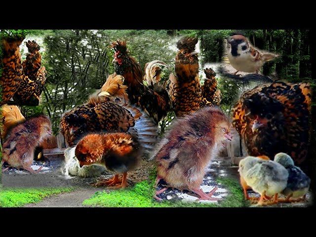 Курочка наседка с суточными цыплятами Pavlovskaia hen with Baby Chicks