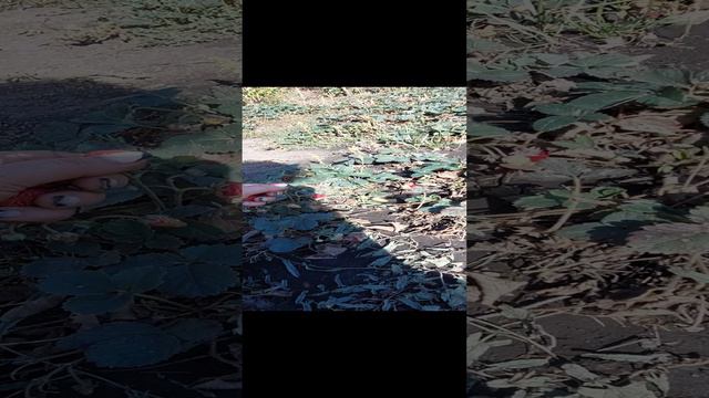 1000129538.mp4