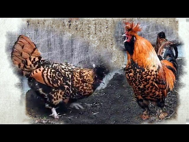 Поёт Павловский Петух и Курочки Рябы Pavlov Rooster Singing