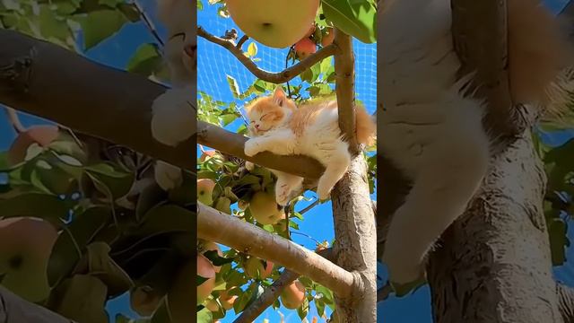 Котята на яблоне / kittens on the apple tree