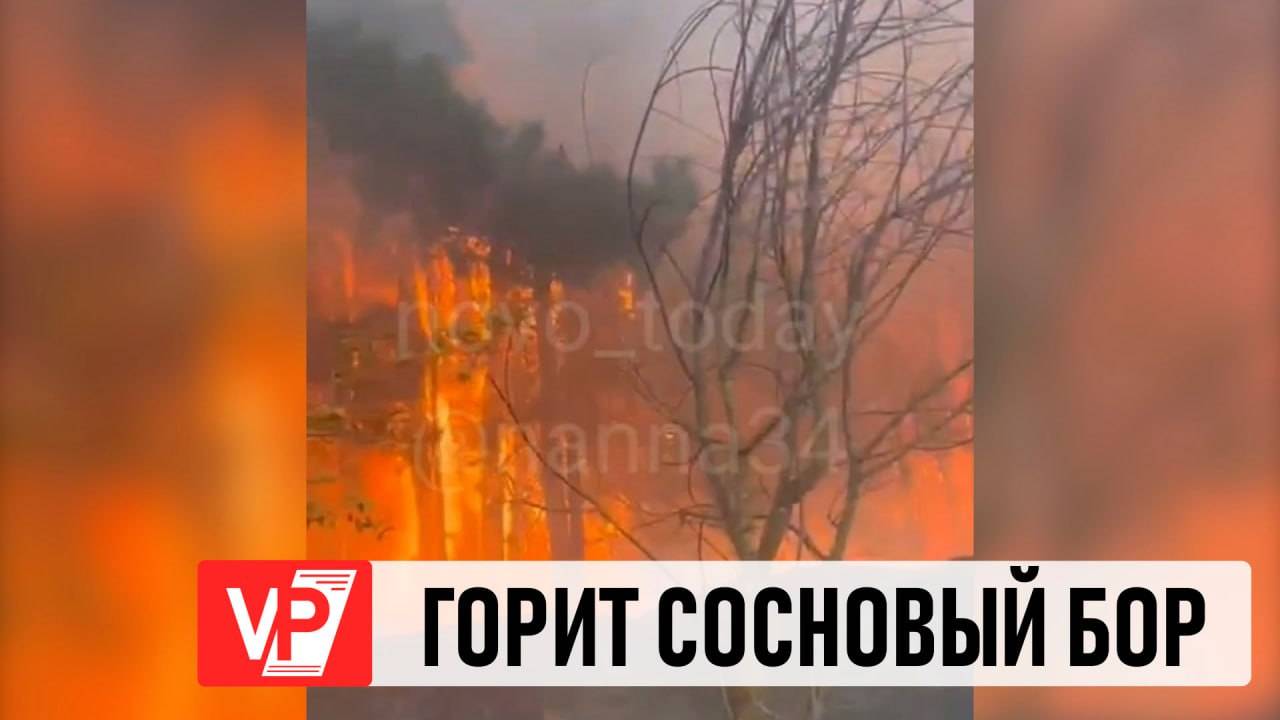 НА СЕВЕРЕ ВОЛГОГРАДСКОЙ ОБЛАСТИ ГОРИТ СОСНОВЫЙ БОР