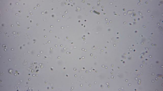 Bacillus subtilis