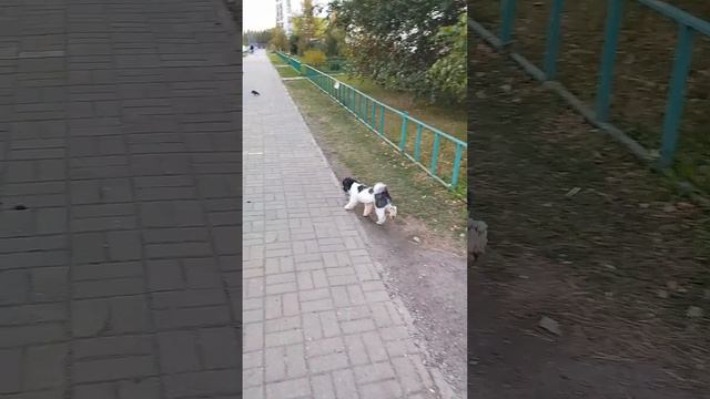 Пудель 🐩 ЧОПА утренняя охота 🔫🐺😑