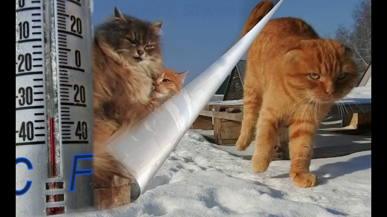 #1#Кошляндия Winter in Koshlandia Siberian Farm cats Деревенские кошки