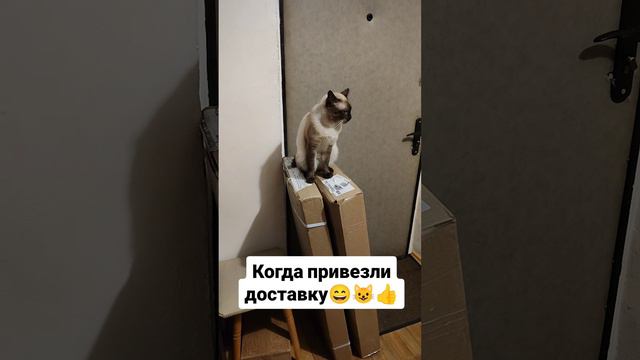 Когда привезли доставку 😄😺