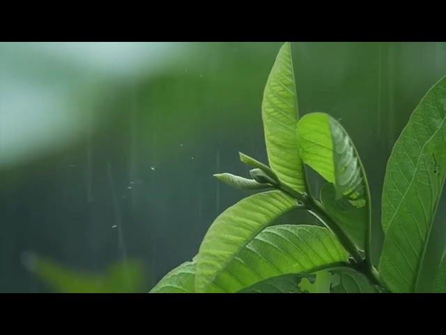 Дождь online video релакс
