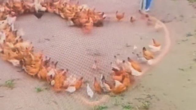 Любовь по-куриному / chicken love