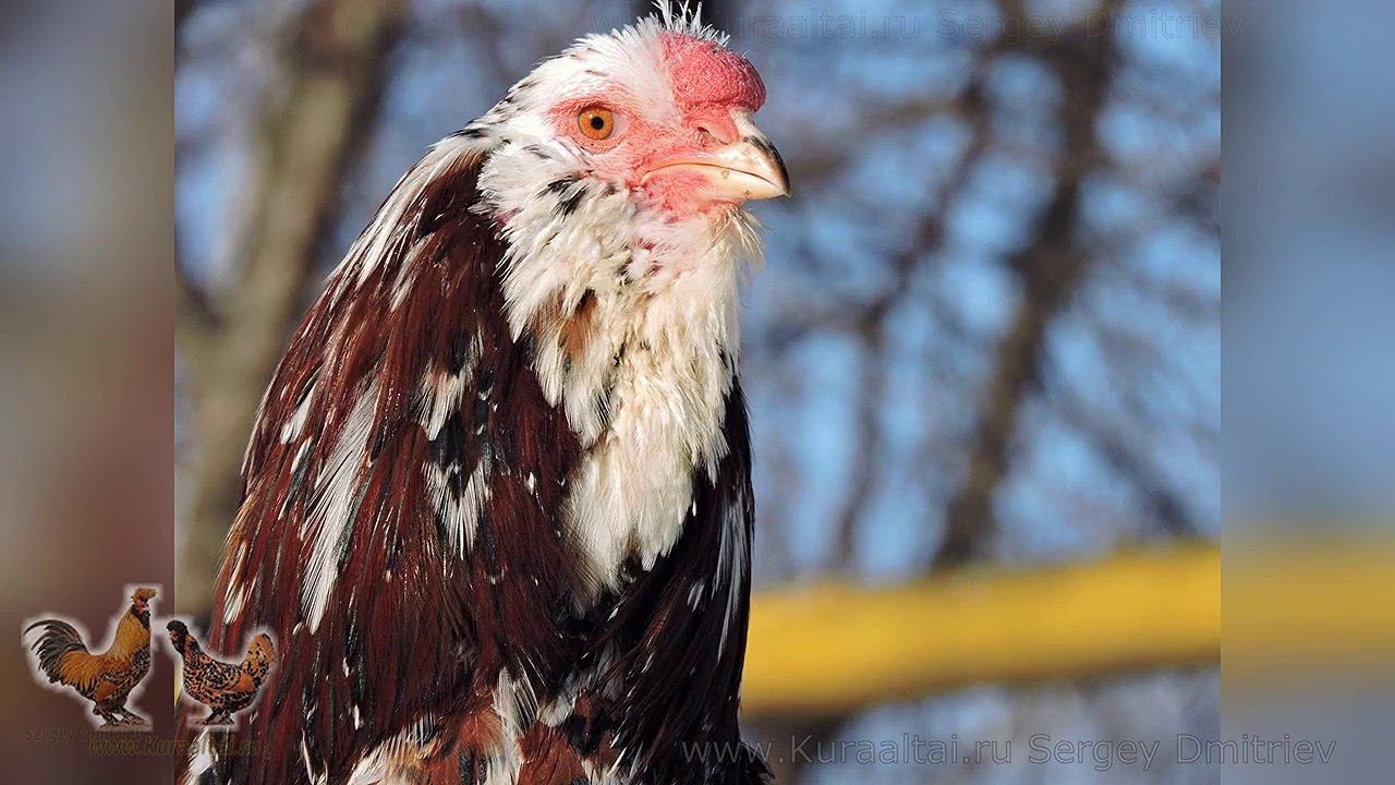 Орловский петух , 1 февраля  2018,  Алтай, Барнаул Russian Orloff Rooster