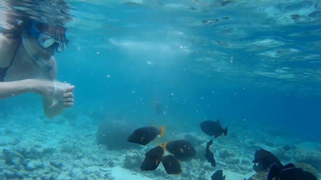 Feeding of the Coral fish @ Maldives