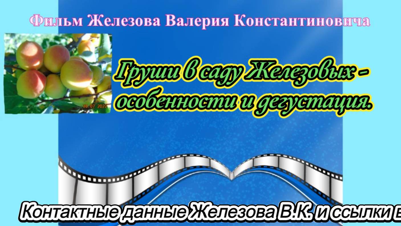 Груши в саду Железовых - особенности и дегустация.