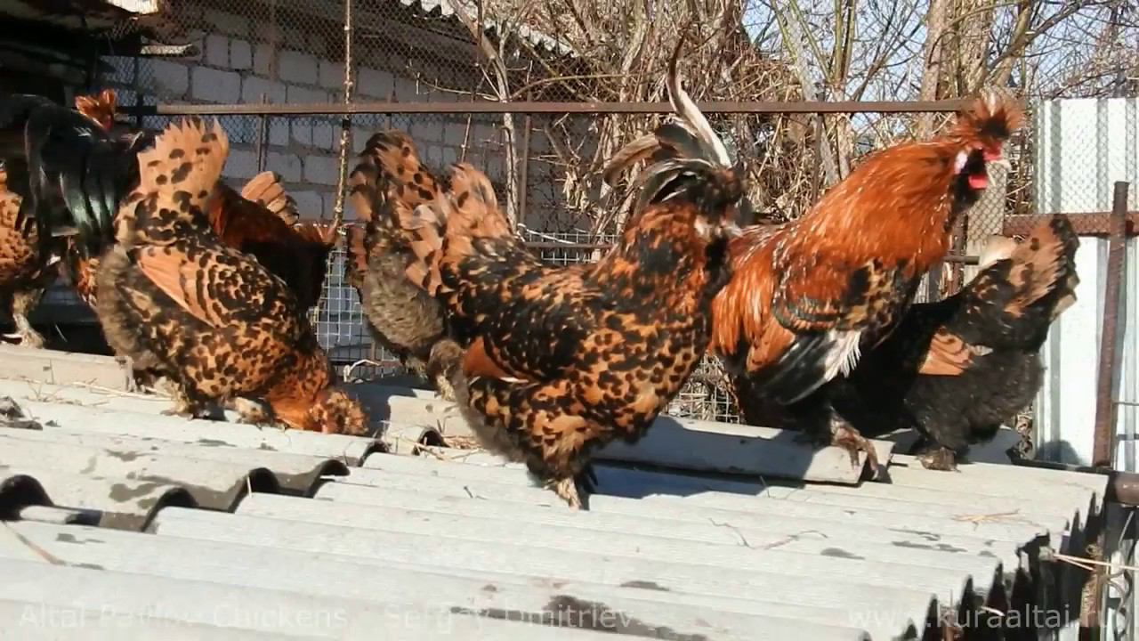 Altai, Pavlov Chickens, PAVLOV ROOSTERS SING Поют Павловские петухи,