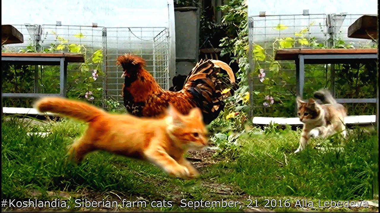 Pavlovskiy Rooster and Koshlandia Siberian farm cats  Кот и Петух