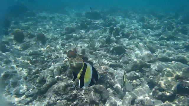 Lionfish and others @ Maldives