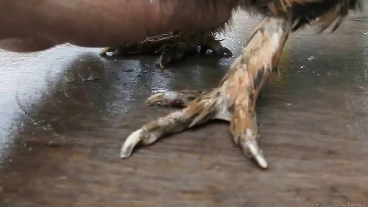 The plumage of the legs Pavlov chicken Оперение ног павловской курицы Павловская нога