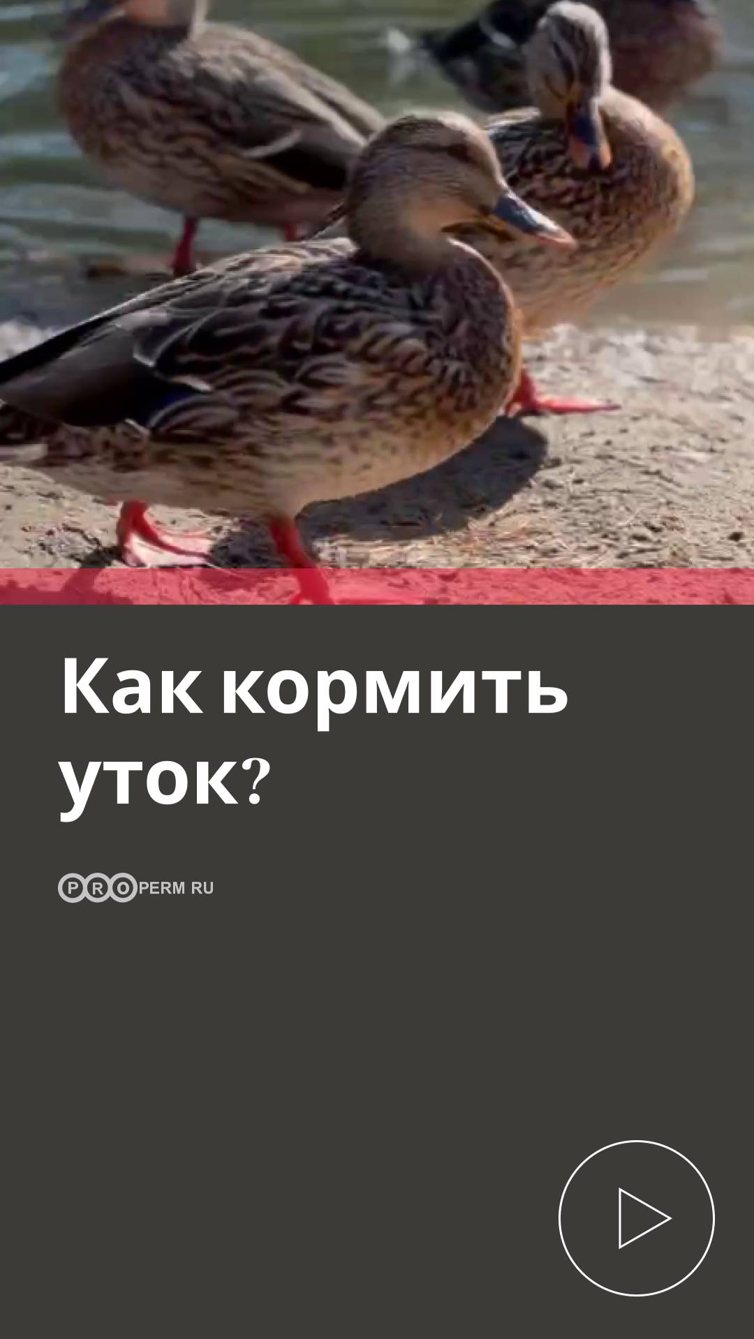 КАК КОРМИТЬ УТОК?