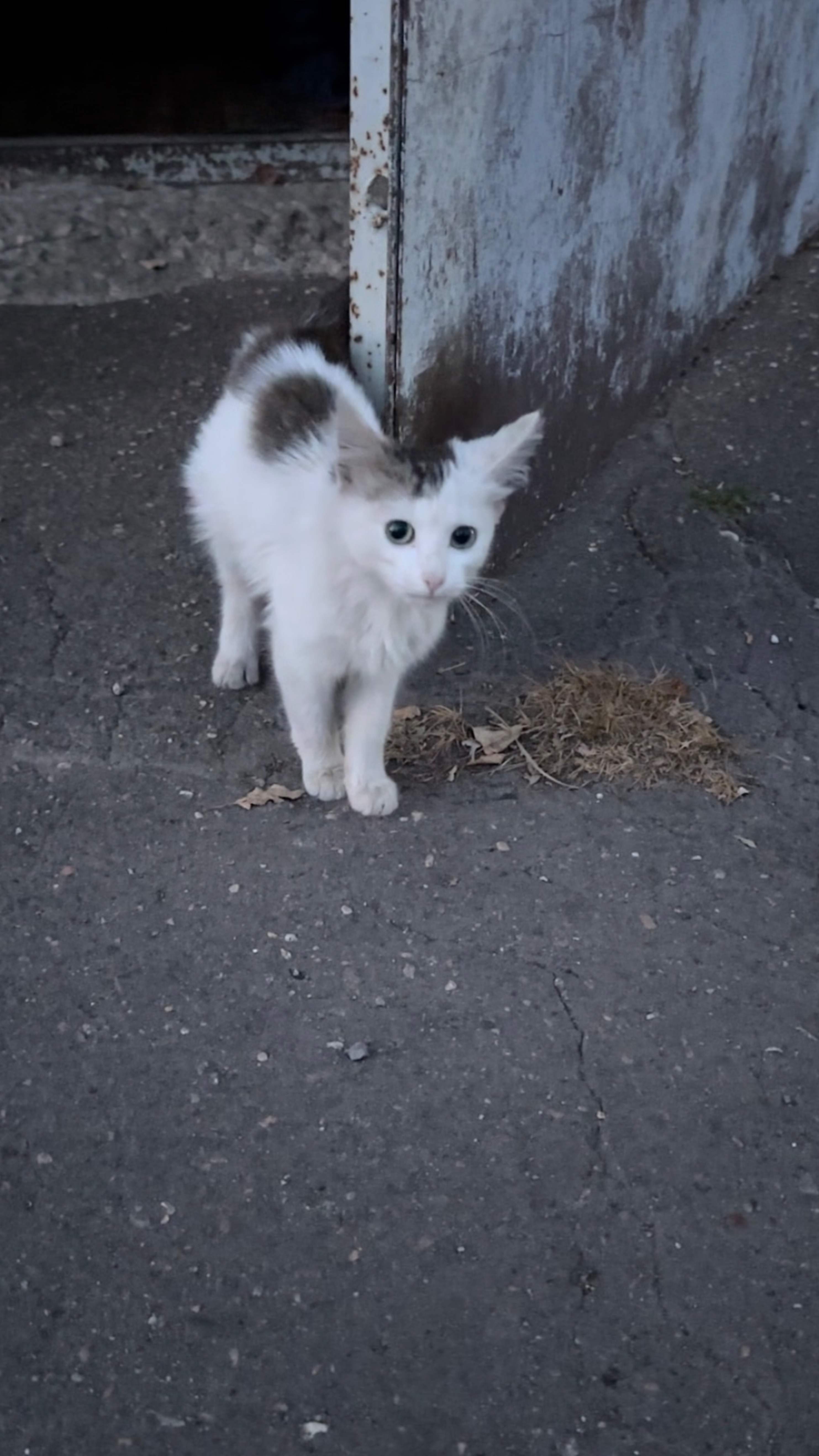 Выброшенный домашний котёнок на улице