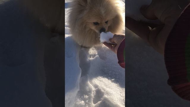 снег? конечно Лакки его слопает 🤣