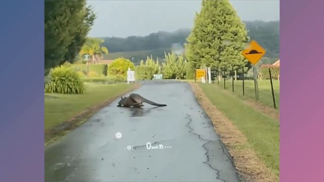 Подборка смешных видео