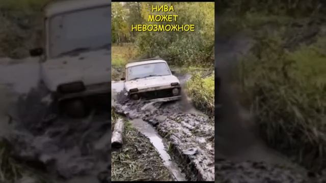 НИВА