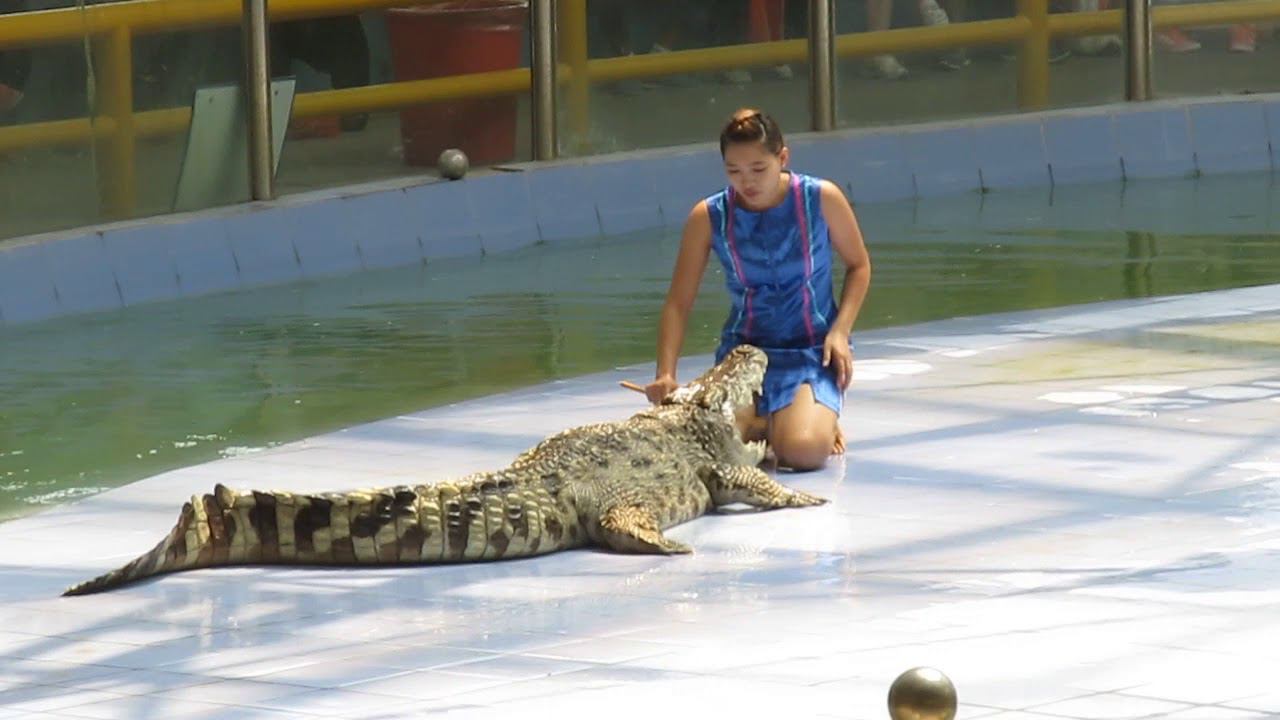 Пекин. Крокодилье шоу в World Park. Берегите руки!