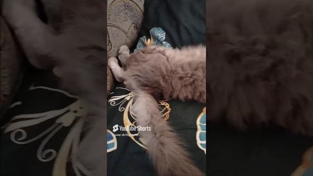 Мои любимчики 😍.mp4