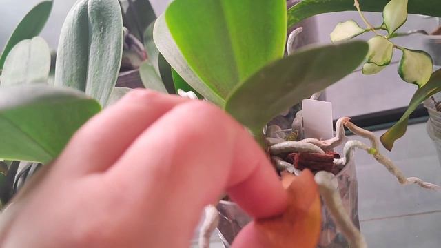 #66 ОрхоVLOG Прогулка по стеллажу. #орхидеи #phalaenopsis  Super Maya, Smoky Pink, Карина и тд