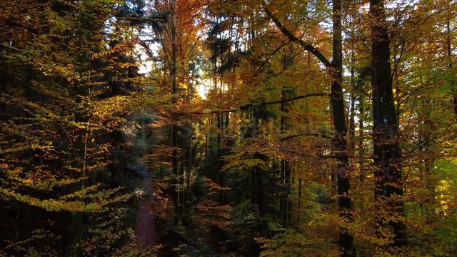 Прогулка по осеннему  лесу.  Релакс| природа |листья|дрон| водопад| река| горы|деревья| время года|