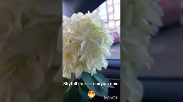 Skyfall едет к покупателю 💞😍