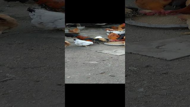 Хозяйство птица проблемы с лапами  лапы побелели и приседает не может стоять