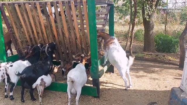 Какие 🥛 УДОИ 😭 у КАМЕРУНСКИХ коз, в этом году. Почему ПОКРЫВАЮТ коз ОСЕНЬЮ.