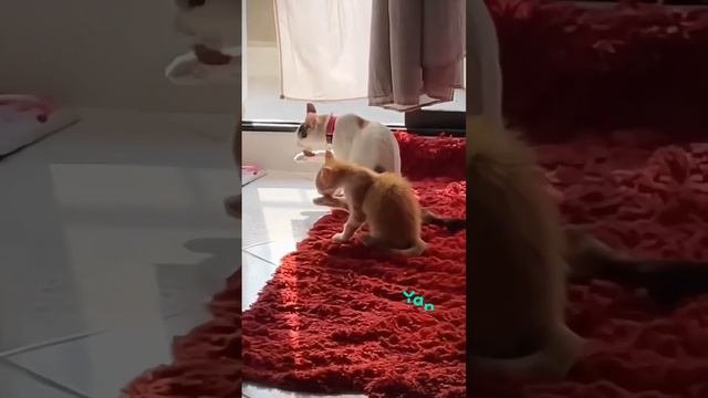 япи реклама