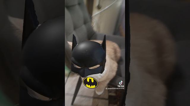 batCat