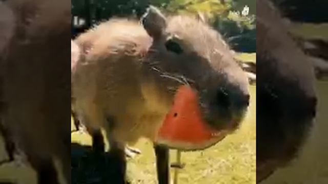 VID-20240914-WA0020.mp4