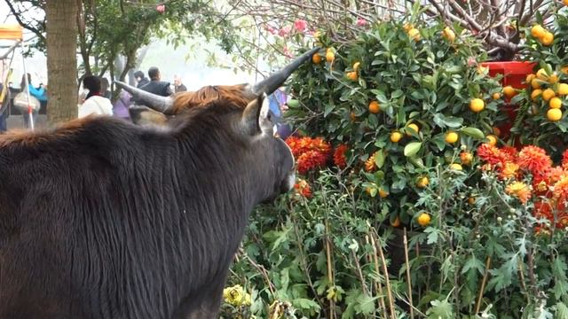 Cow eating off flowerbed @ Lantau Island, Hong Kong