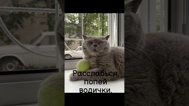 Аля котокомикс