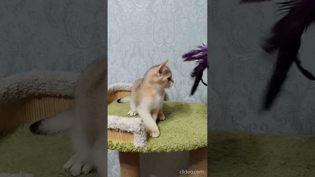 Мальчик котик золотой 2,5 месяца