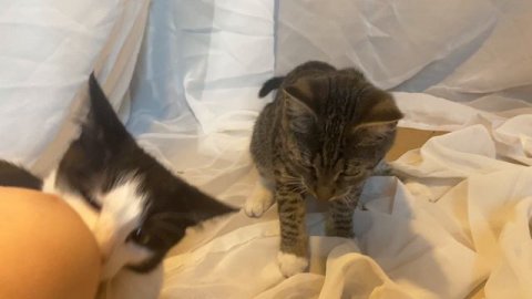 Котенок Пяточка в поискал дома