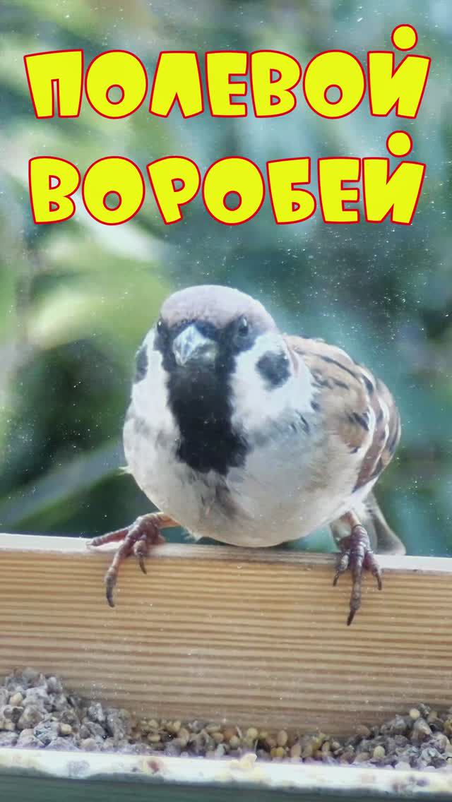 Полевой воробей в кормушке