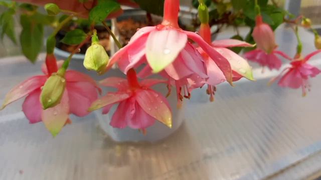 Обзор фуксий. Фуксия Pink Galore. #flowers #fuchsia #сортовыефуксии.mp4