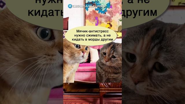 Личная терапия #мыкотики #вмем #разговор #анекдот #шутки #кот #юмор #смешное #прикольно #мемы #cat