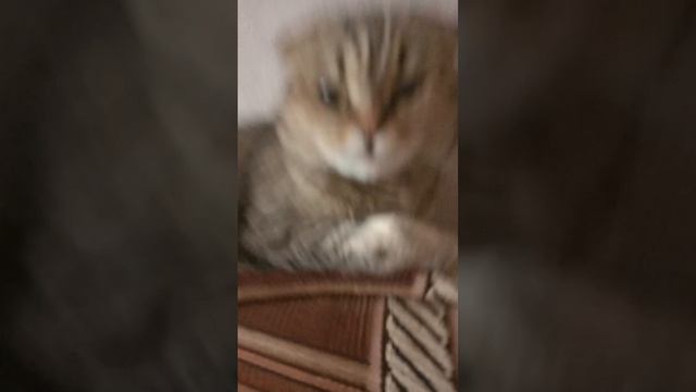 Котомб(Музыка:TOMB)